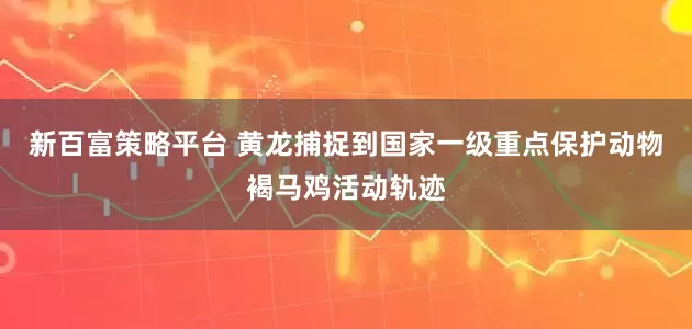 新百富策略平台 黄龙捕捉到国家一级重点保护动物褐马鸡活动轨迹